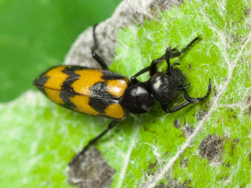 Mylabris pusilla Olivier, 1811